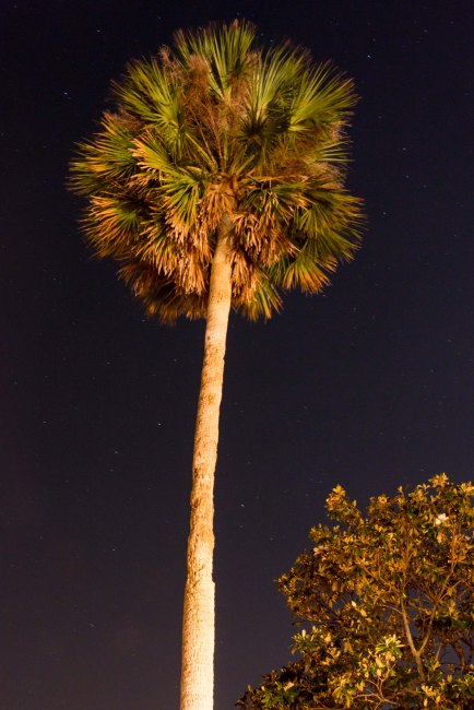 Palm Tree (1 of 1)